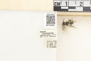 Media type: image;   Entomology 770203 Aspect: Labels